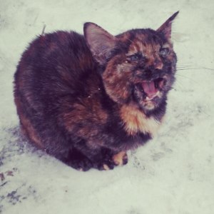This kitten was found on December 28, 2014  