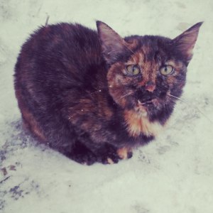 Kitten with a broken jaw and signs of abuse was found on the streets of Sterlitamak, Russia. Outside temperatures: 11F or  -12C