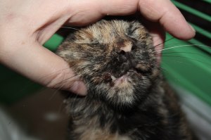 At foster home. The kitten cannot fully close the mouth and cannot eat because of the broken jaw. 